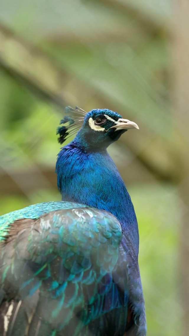 طاووس